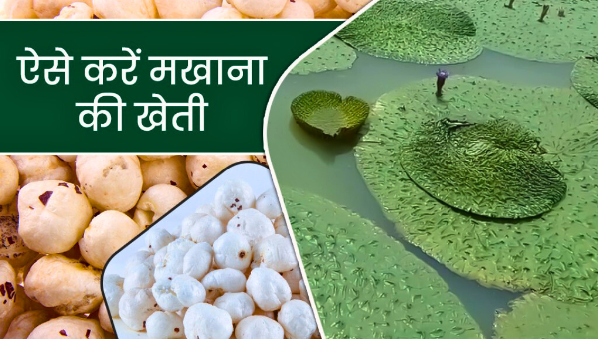 makhana farming in bihar किसान खेत में